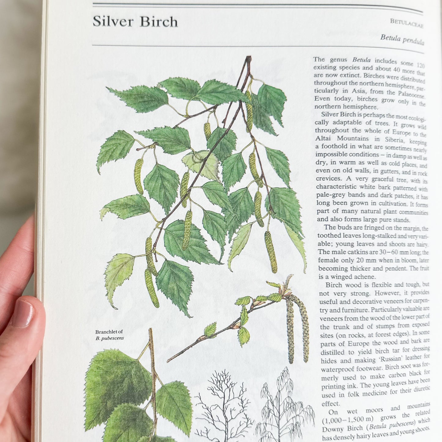 The Illustrated Book of Trees & Shrubs