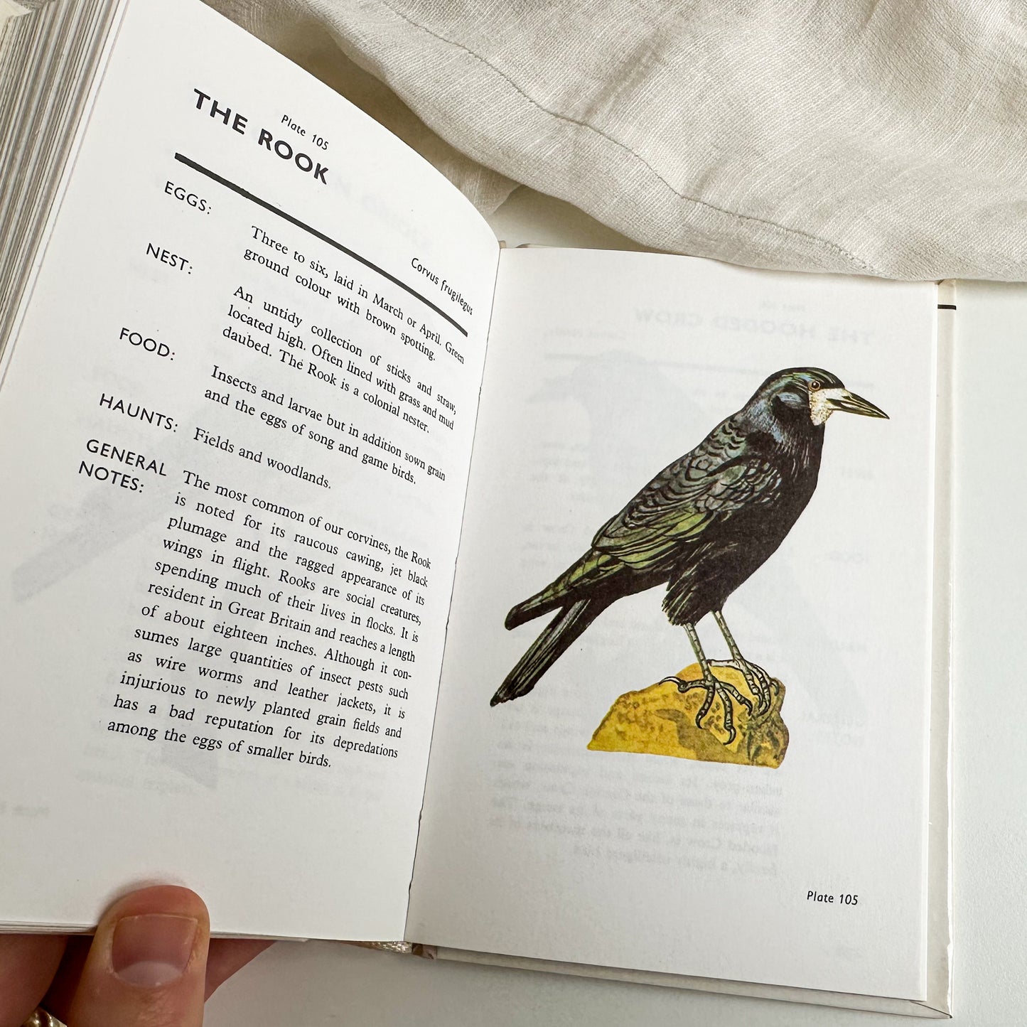 Spotting Birds Pocket Guide