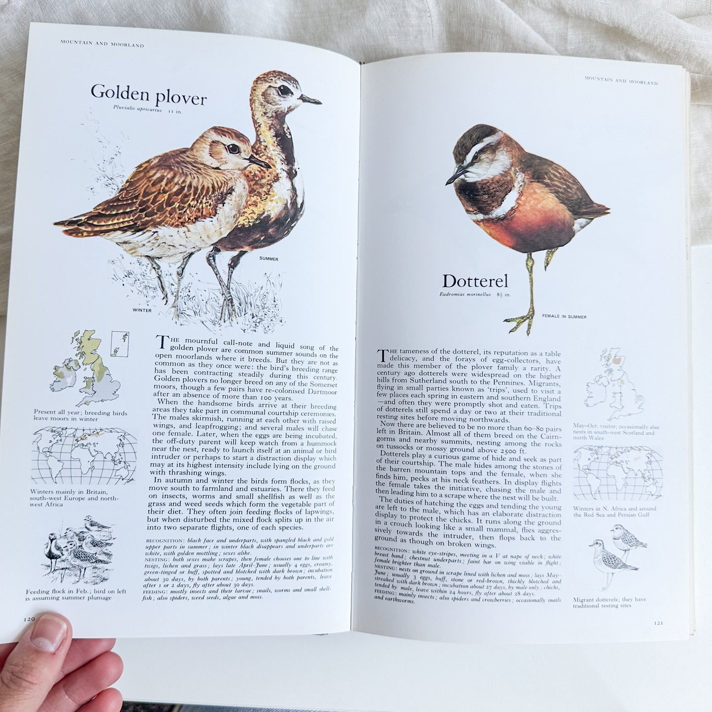 Book of British Birds