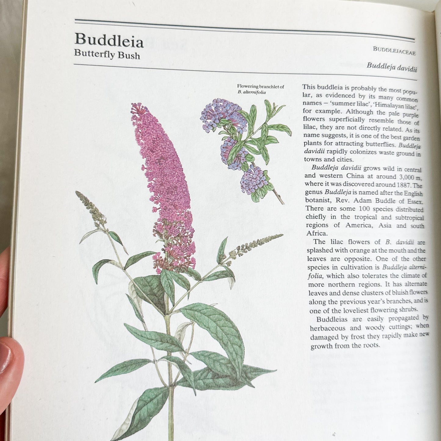 The Illustrated Book of Trees & Shrubs