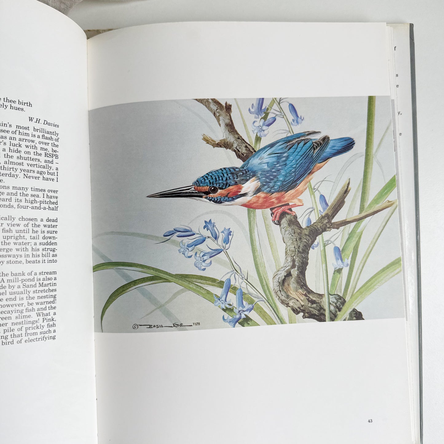 “Basil Ede’s Birds” Illustrated Book